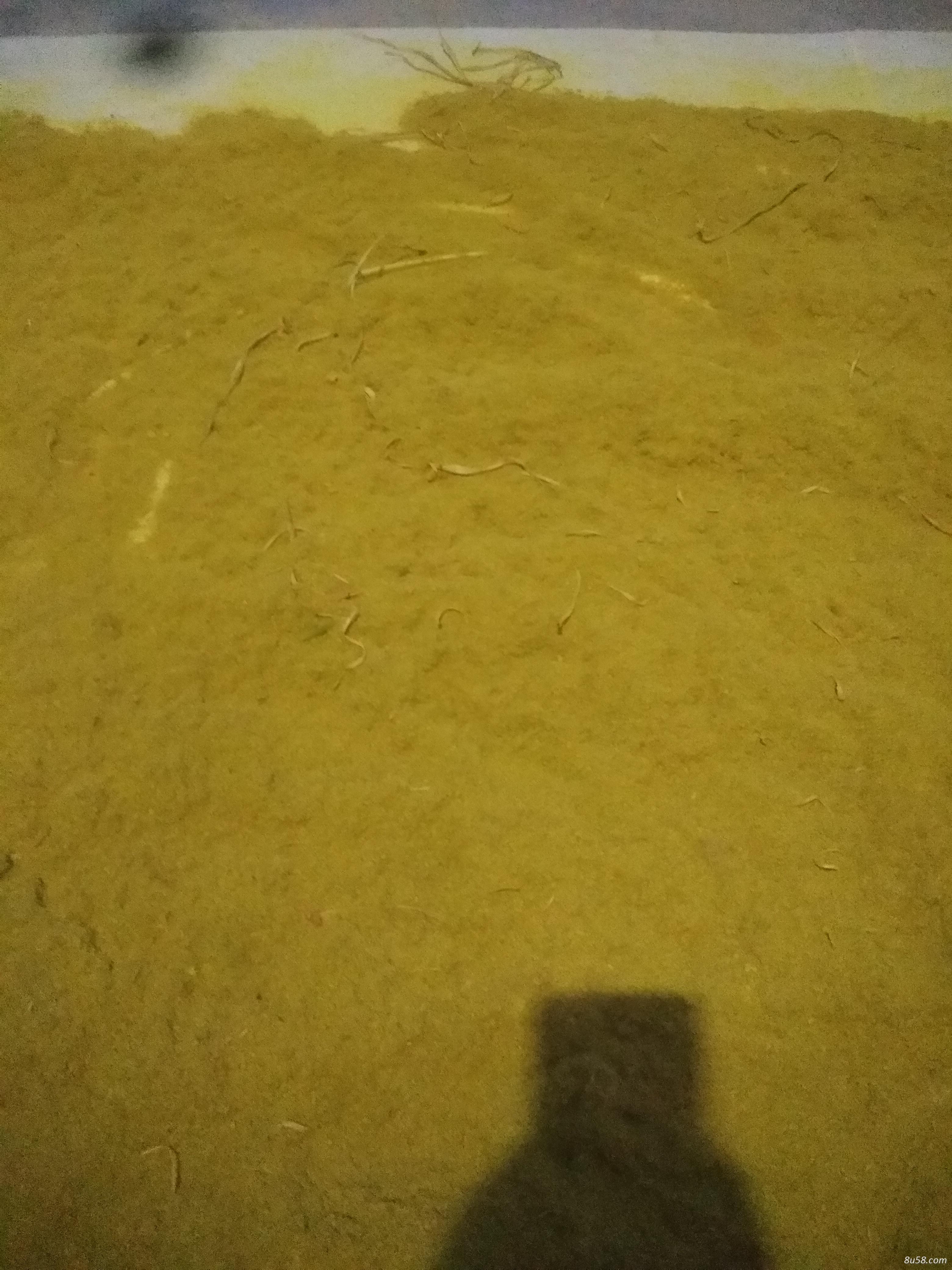 大量蒲黄出售