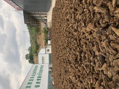 甘肃陇南道地掌叶大黄，当归黄芪党参各类