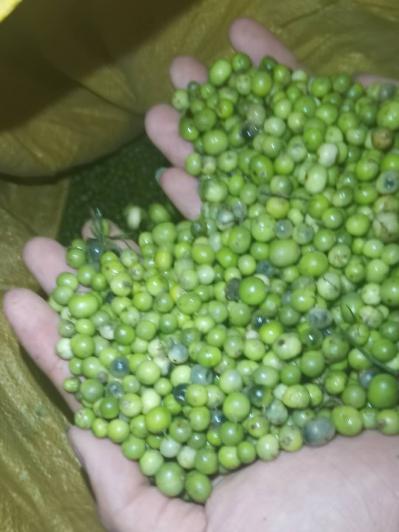 良种天冬鲜果，出芽率达到85%