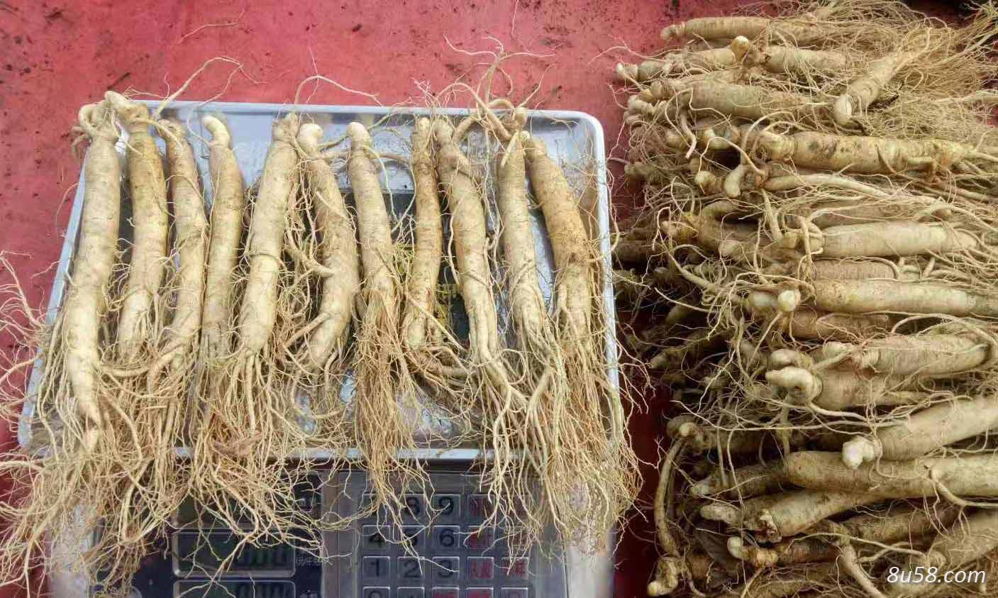 人参 圆参、白参 黄参、棒槌、人衔、草参、神草