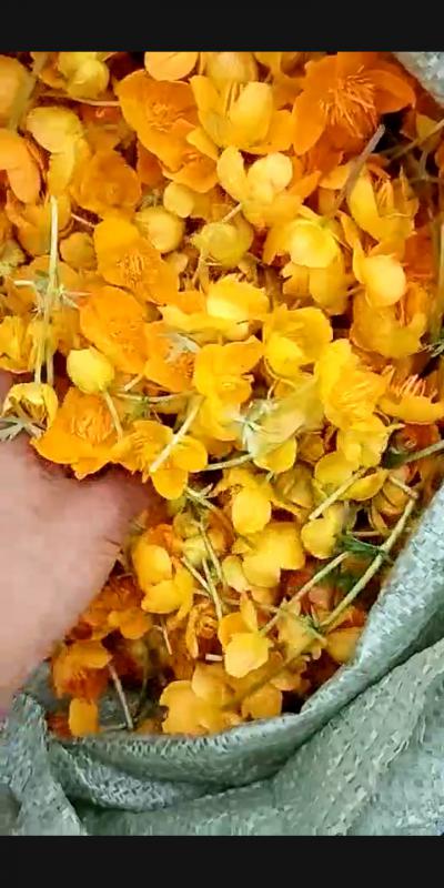 野生金莲花