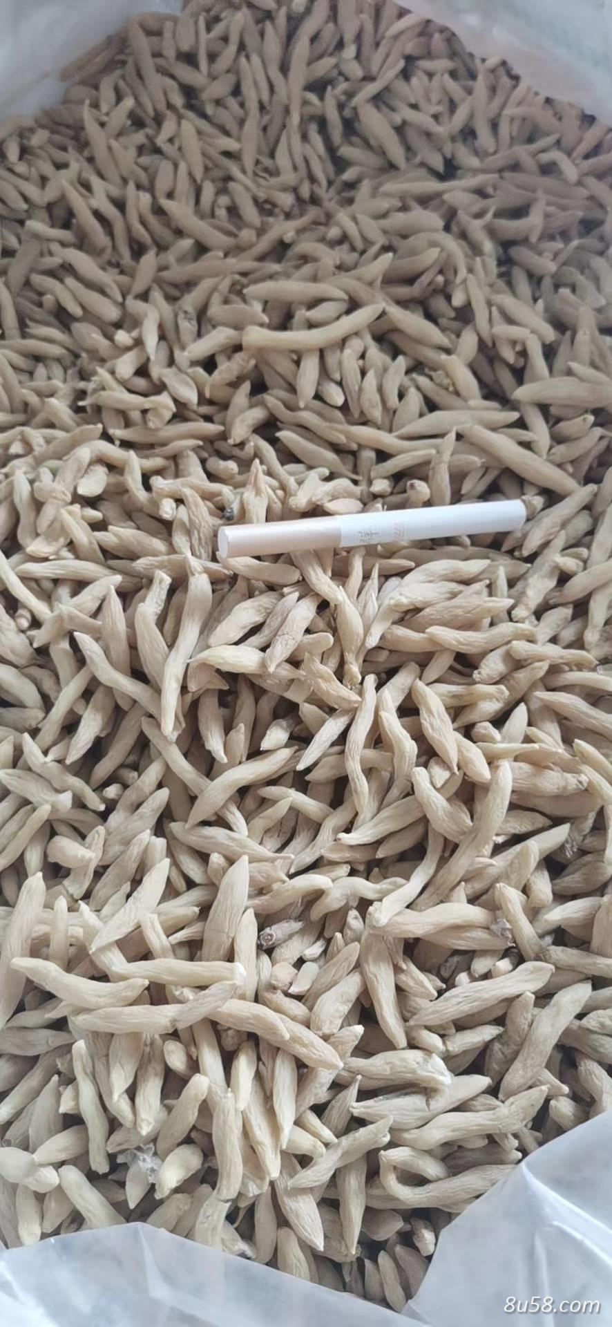 产地直销麦冬,精品无硫麦冬,麦冬草 产地直销麦冬,精品无硫麦冬,麦冬草