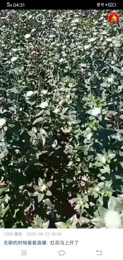 有要新疆红花的可以联系我