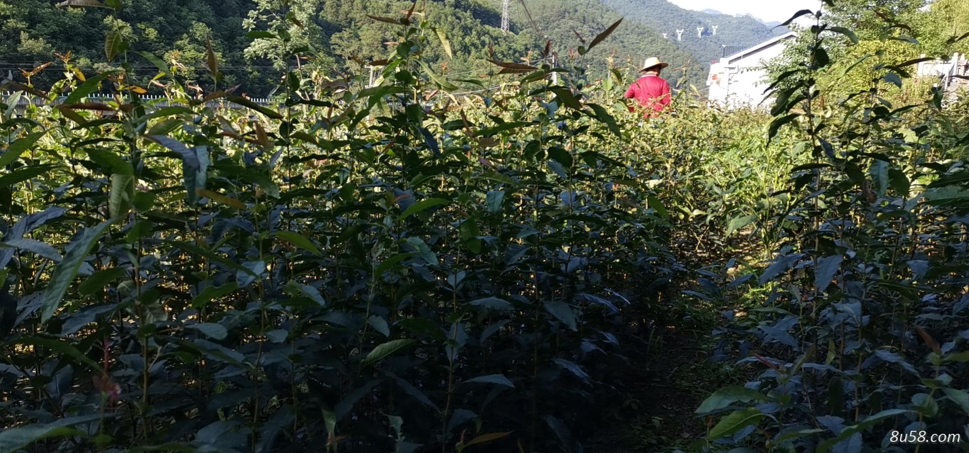 皱皮木瓜树苗;药材木瓜树苗出售 皱皮木瓜树苗;药材木瓜树苗出售