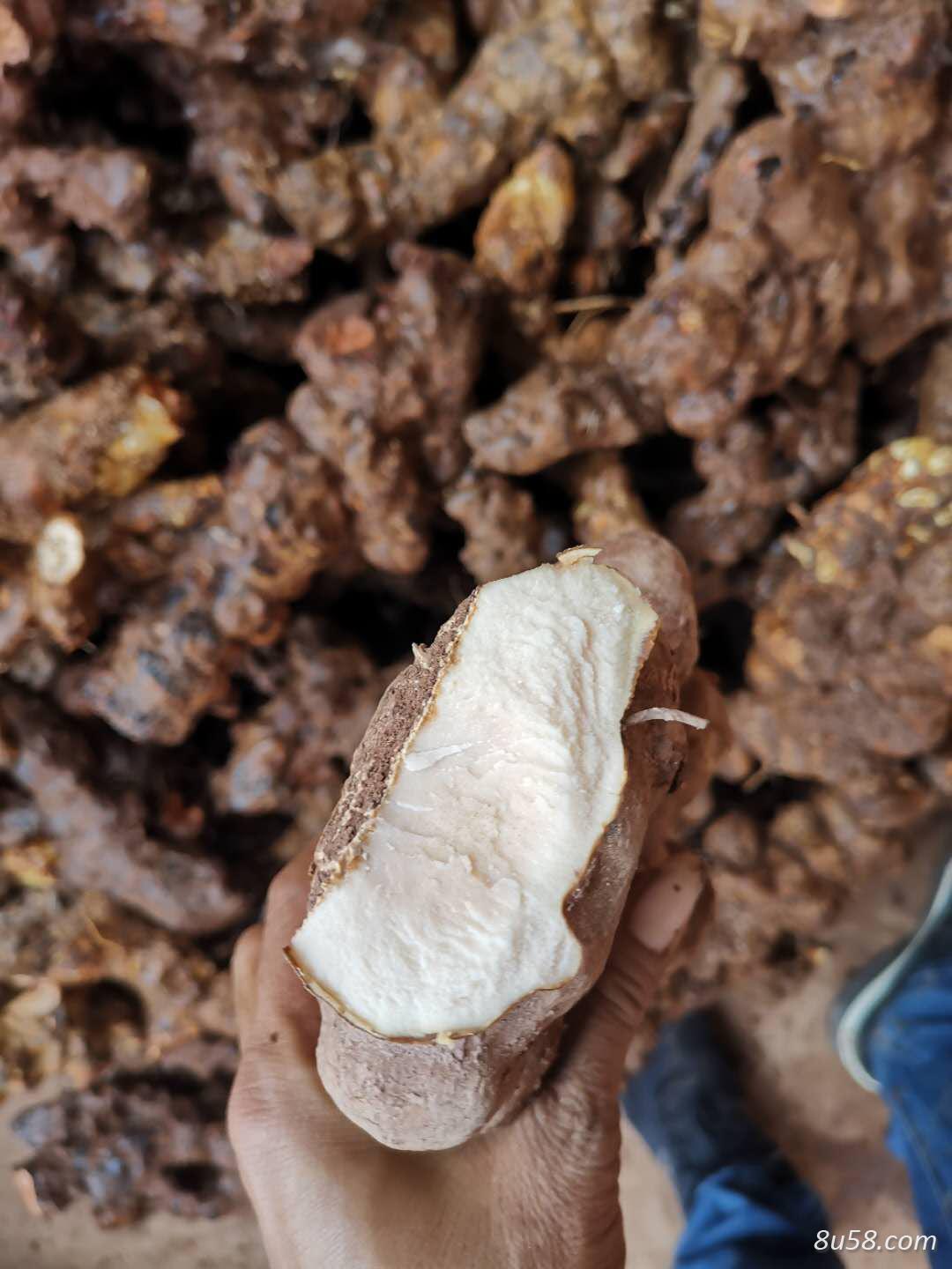 长期供应云南野生土茯苓,六两以上大货。 长期供应云南野生土茯苓,六两以上大货。