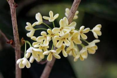 干、湿现摘桂花出售