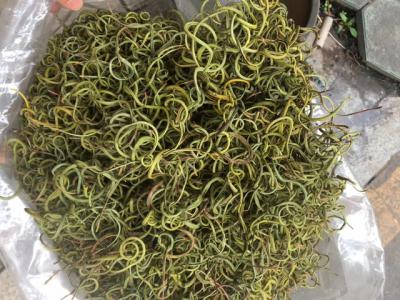 老挝野生化石草