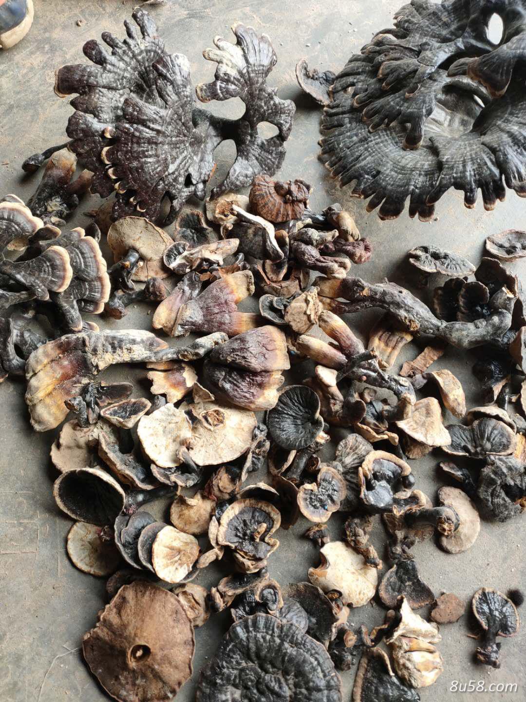 灵芝药厂投料300吨以上 灵芝药厂投料300吨以上