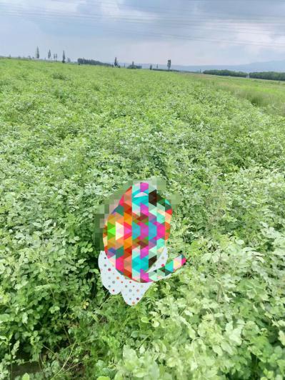 甘草出售