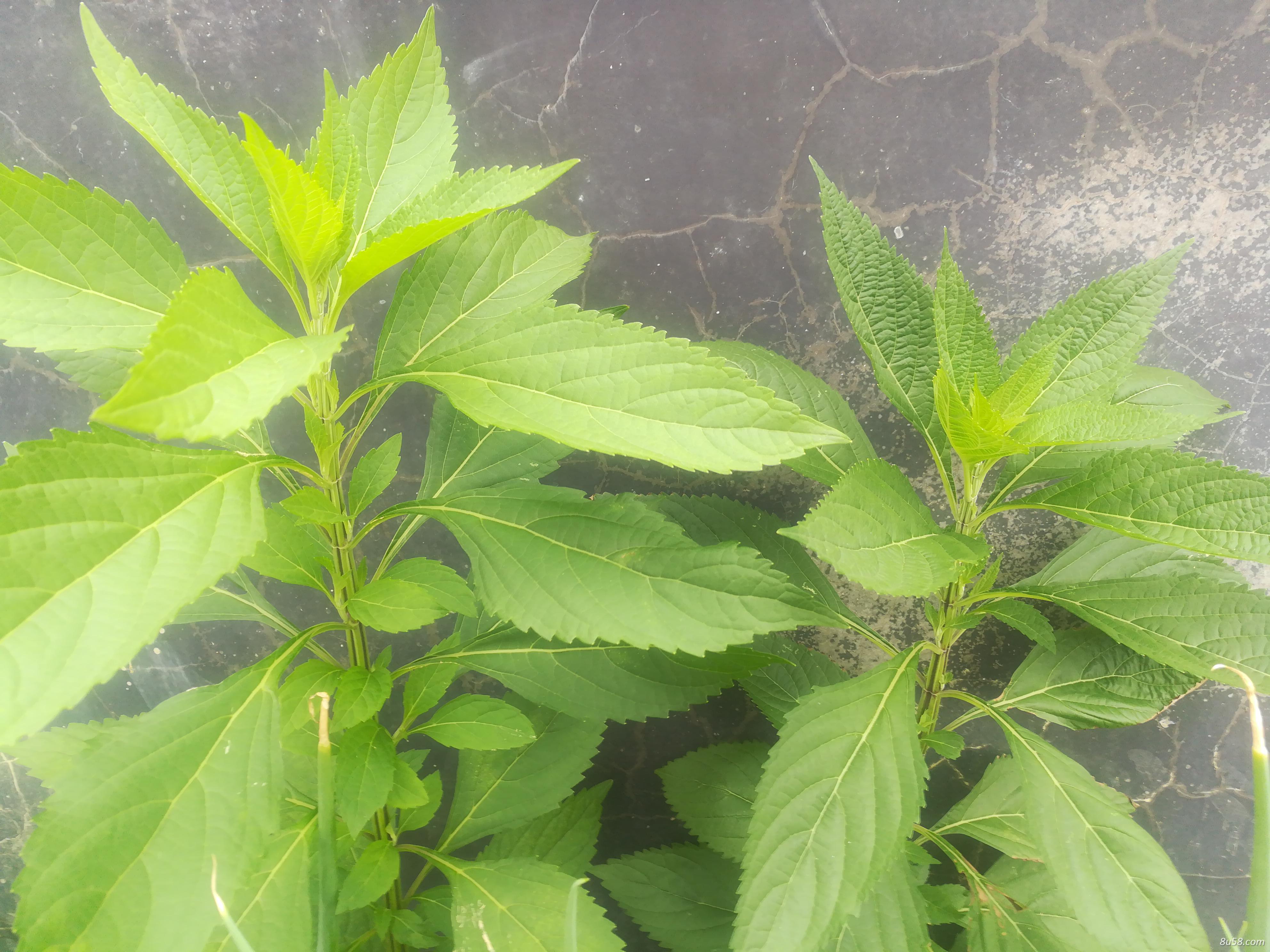 粤北溪黄草