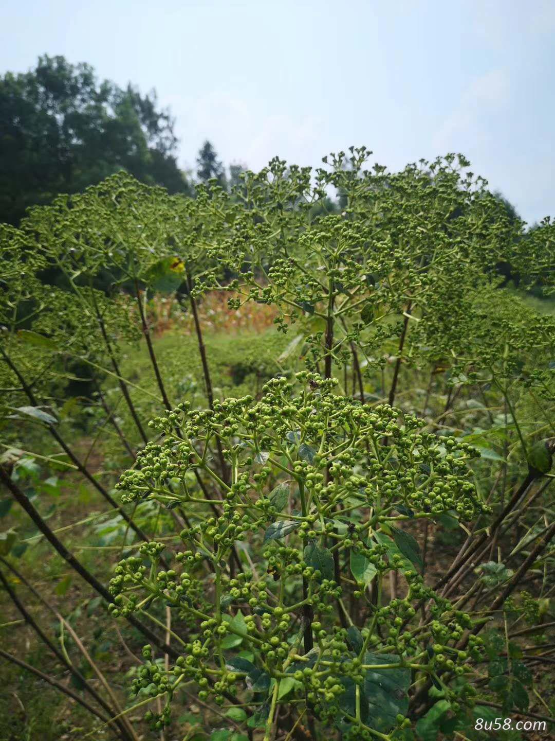 出售中花吴茱萸，八吨左右！有需要的联系！