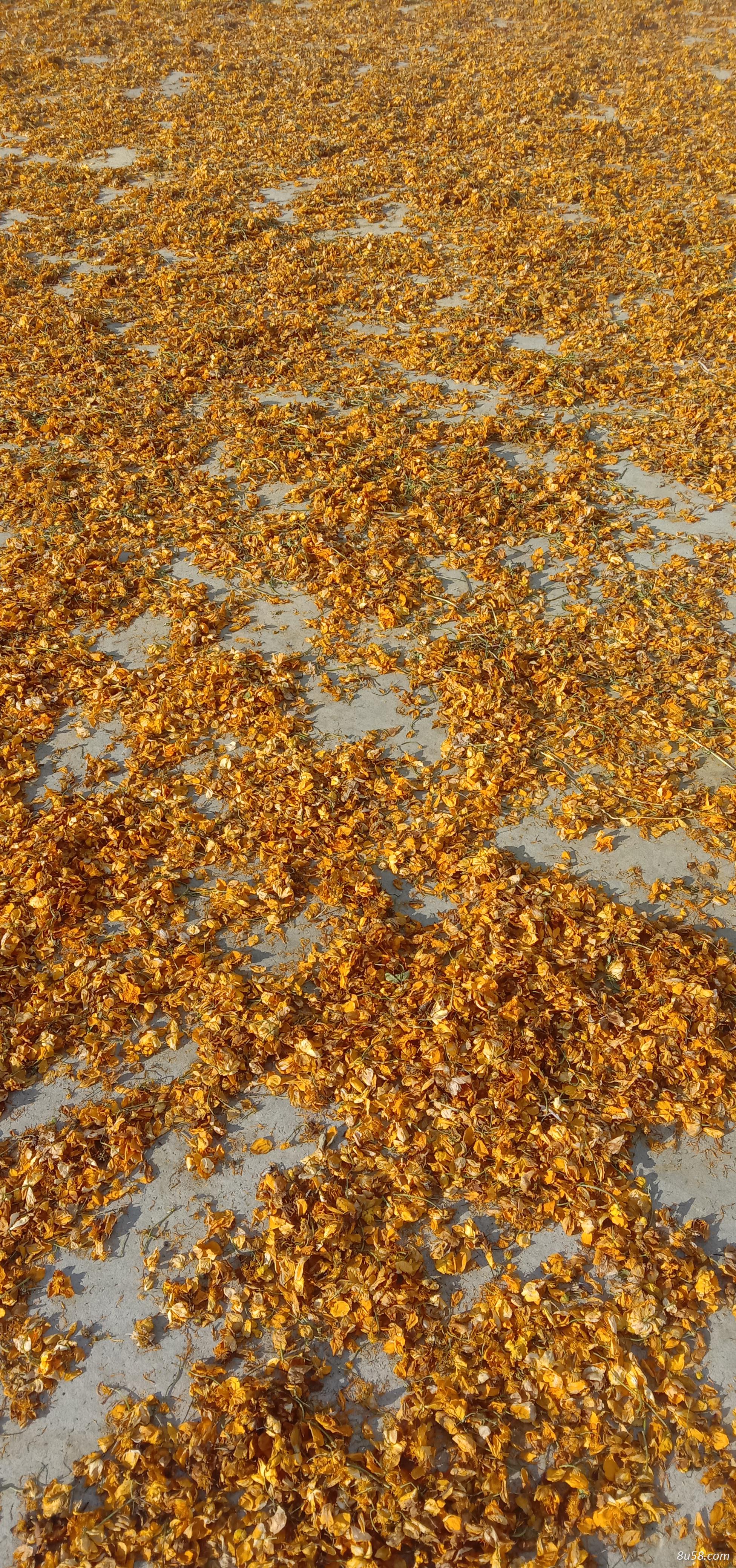 野生金莲花