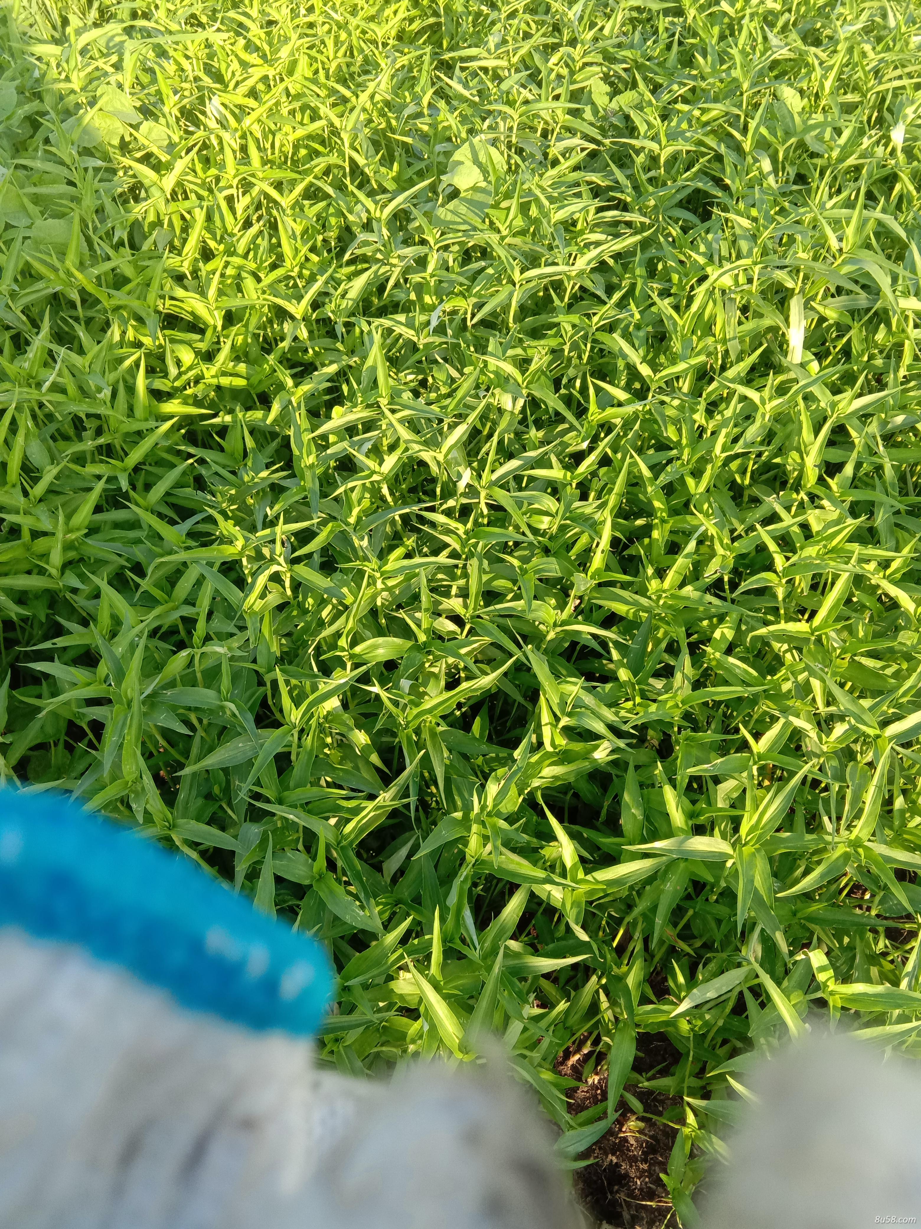 出售鸭拓草