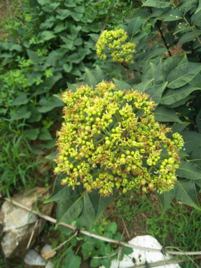 吴茱萸药材供应