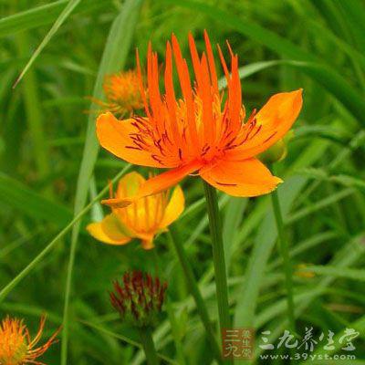 大量优质纯野生金莲花