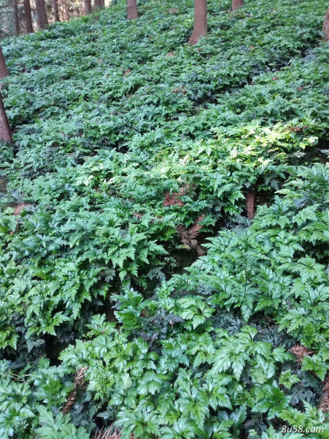 鸡爪莲（四川宜宾市黄连）