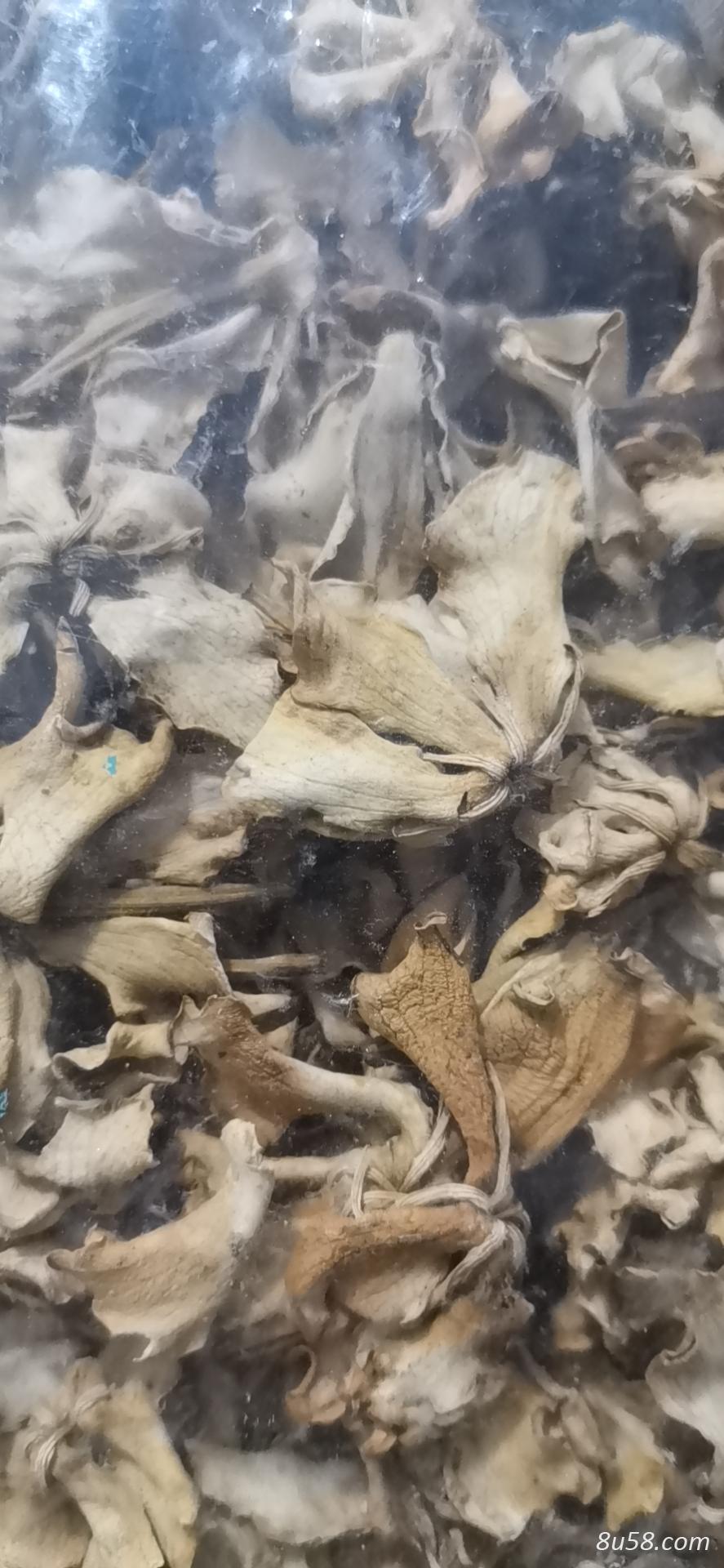 栀子花哪里有卖