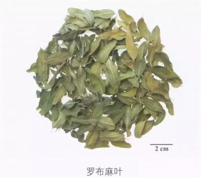 新疆野生罗布麻