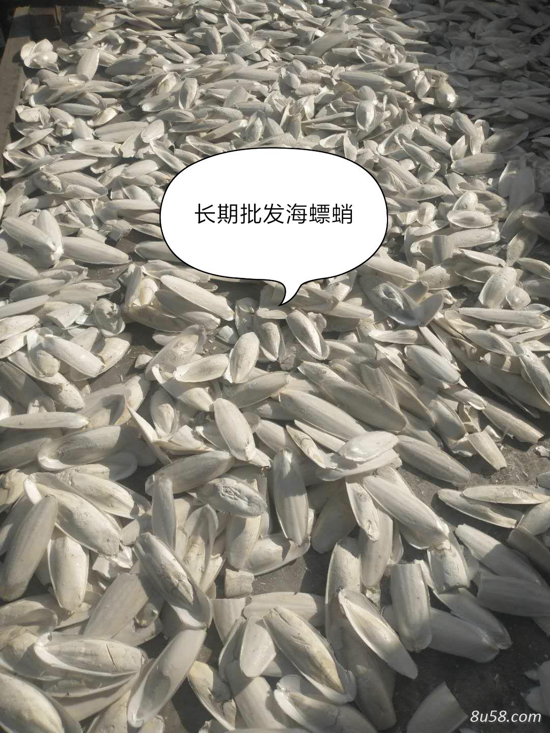 海螵蛸