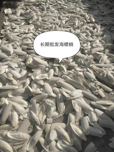 海螵蛸