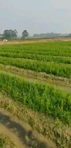 广西大天冬苗,优良品种,产量大含量高 广西大天冬苗,优良品种,产量大含量高