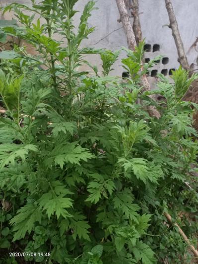 大量供应野生鲜艾草