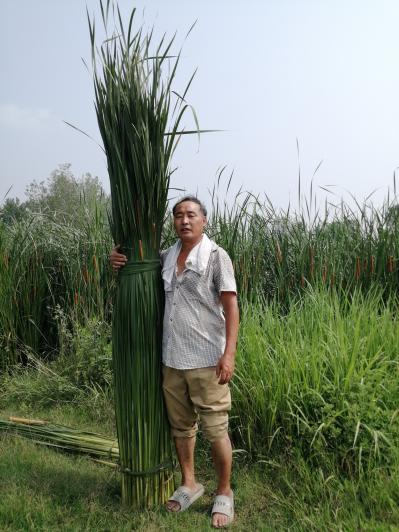 香蒲草