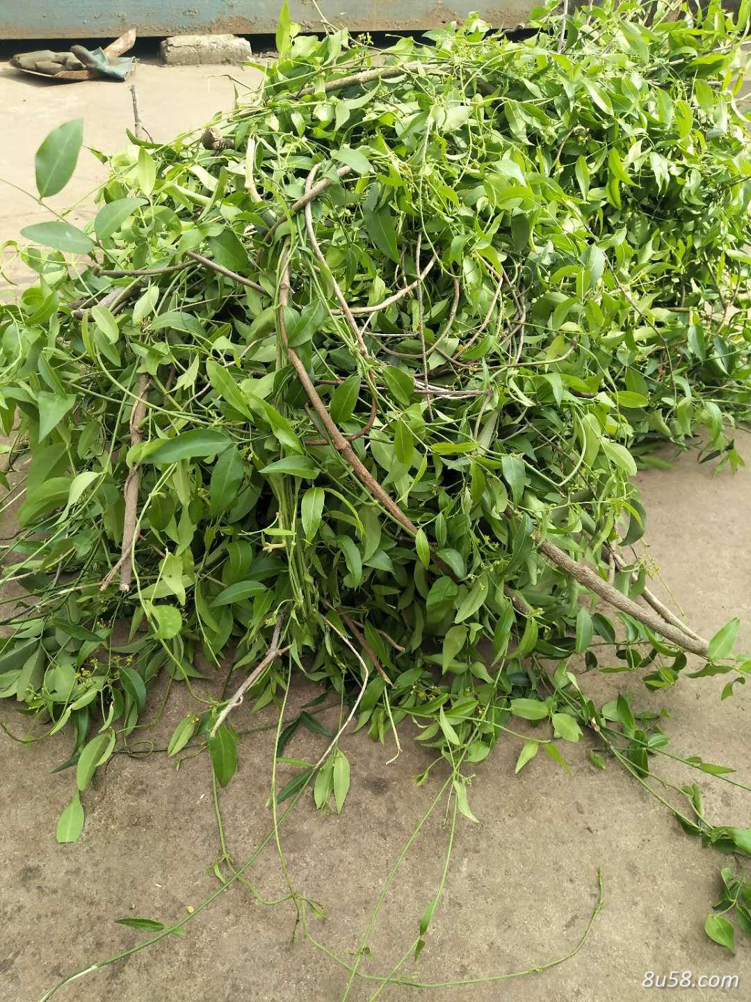 大量出售黑骨藤