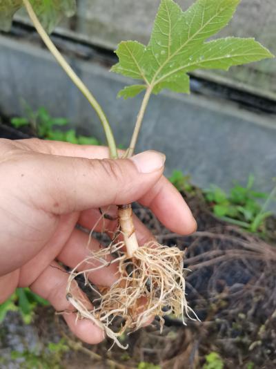 通草营养袋苗根须发达