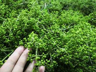 老爸家有2020年吴茱萸晒干求收购