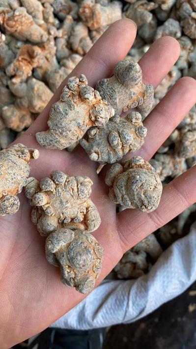 三七批发大卖场，各种规格