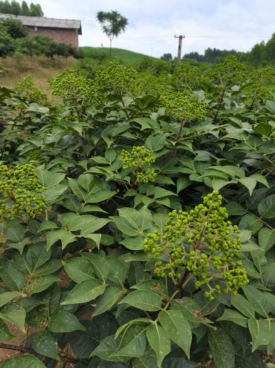 广西中花吴茱萸种植基地
