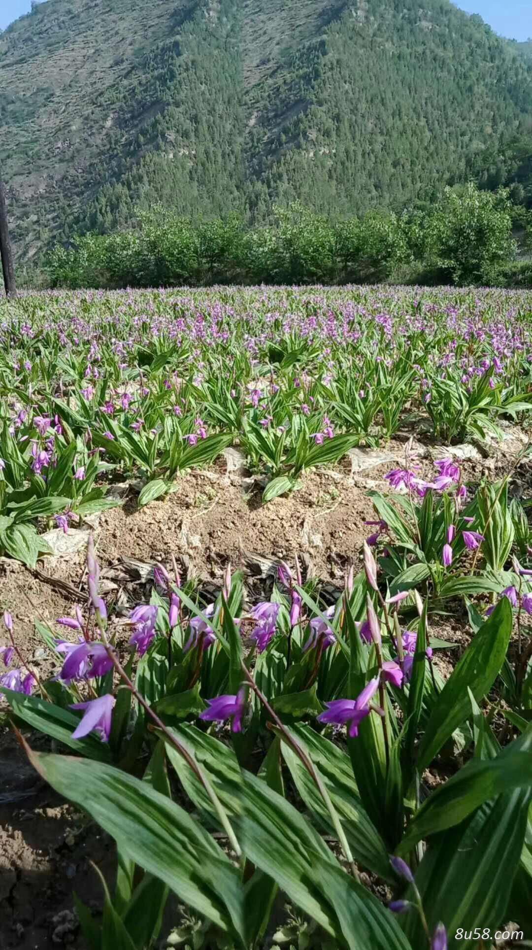 紫花白芨优质种苗