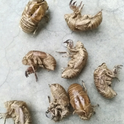 出售山西野生蝉皮
