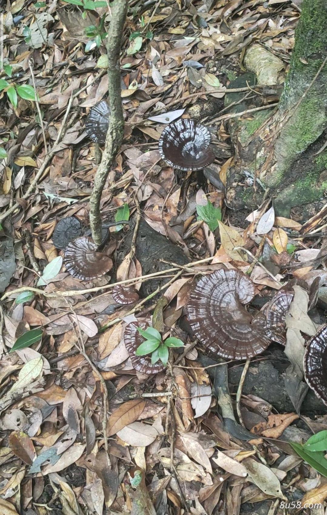 常年供应深山老林野生灵芝