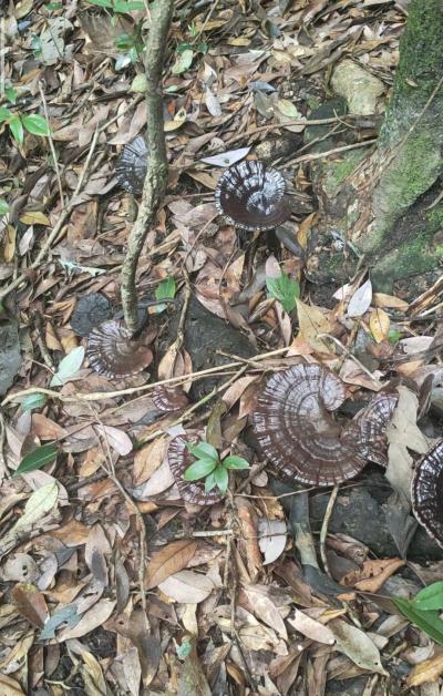 常年供应深山老林野生灵芝
