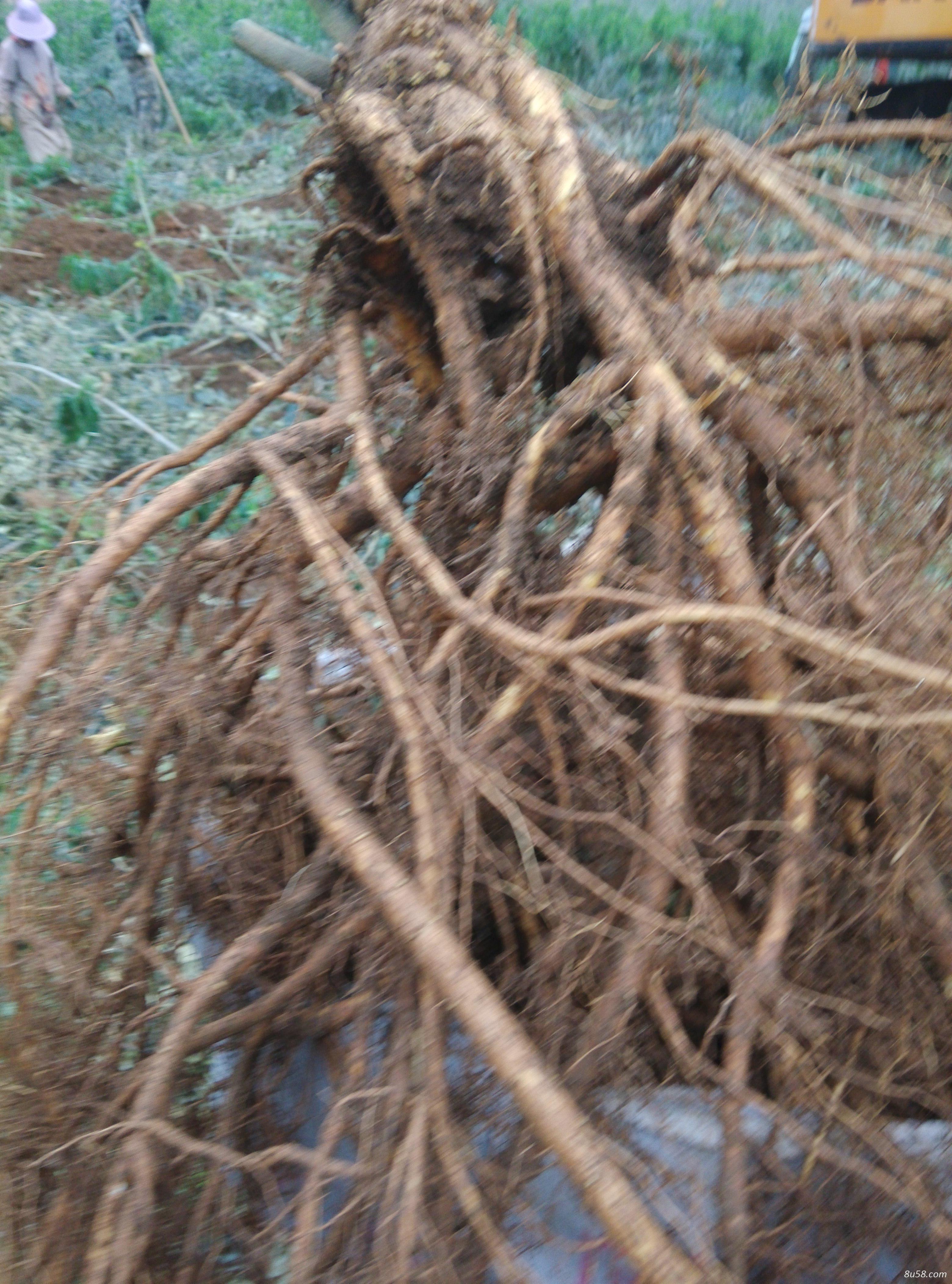 种植5年山豆根大量供应
