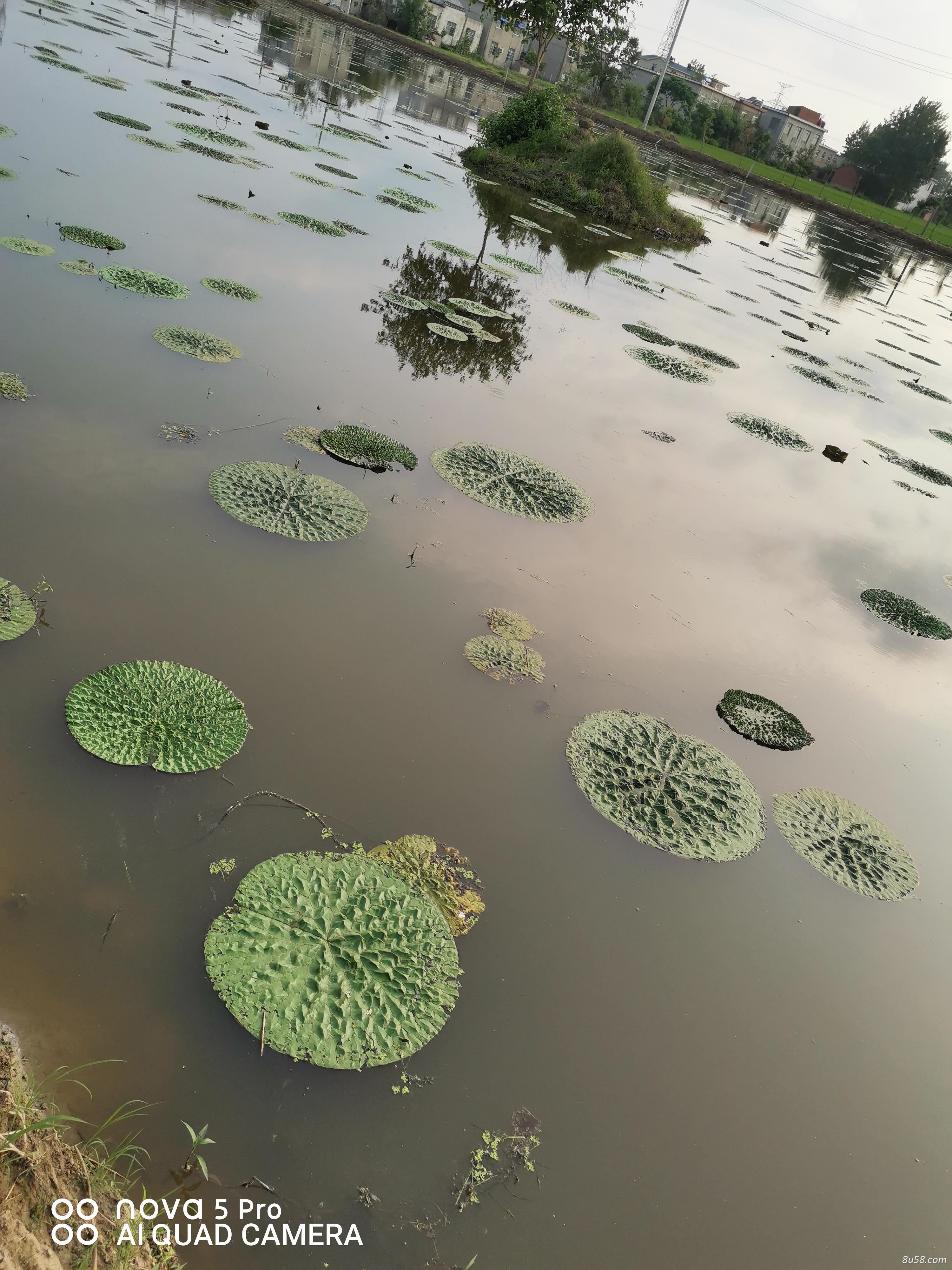 芡实鸡头果供应