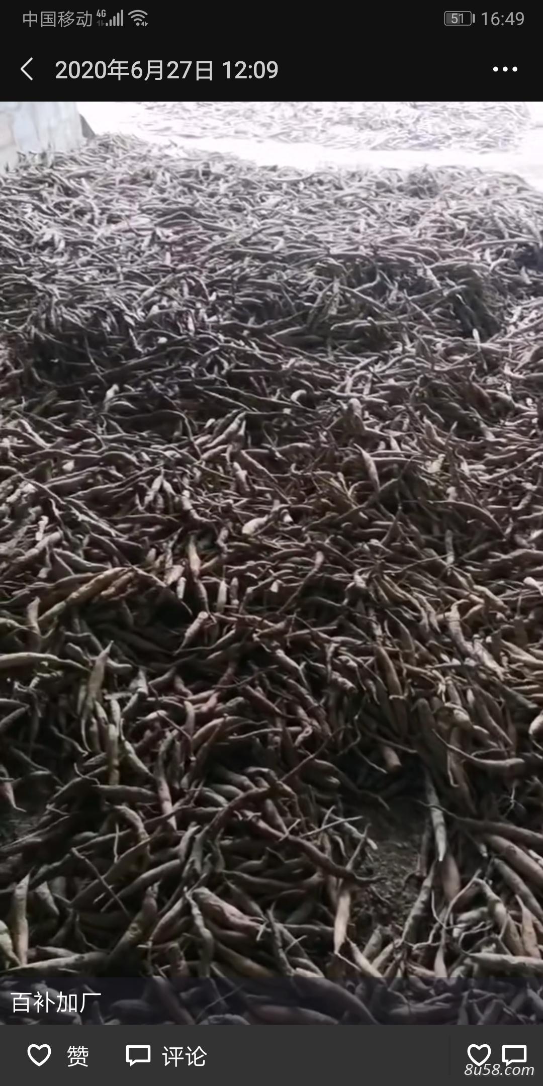 出售西双版纳野生百部