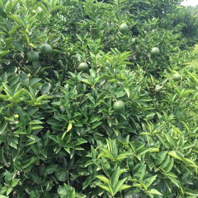 供应大量新鲜枳壳
