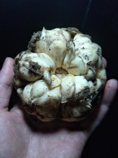大量湖南龙山鲜百合