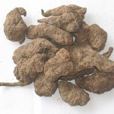 供应生地黄有要的请联系