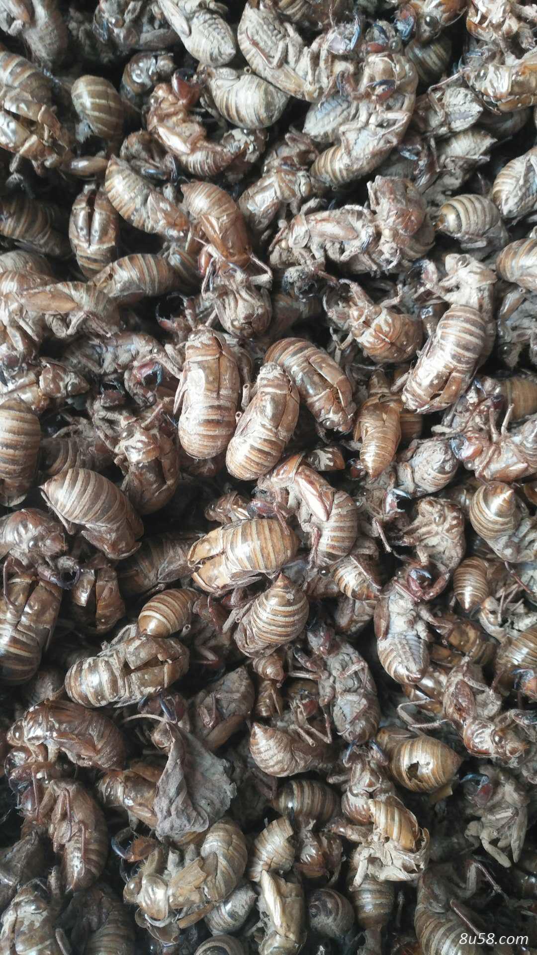 土蝉衣质量品质都是优等品欢迎你的到来 土蝉衣质量品质都是优等品欢迎你的到来