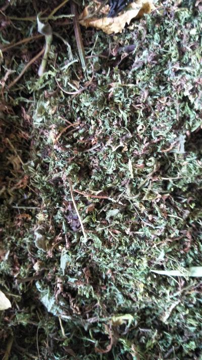 出售新收自种晒干青蒿叶
