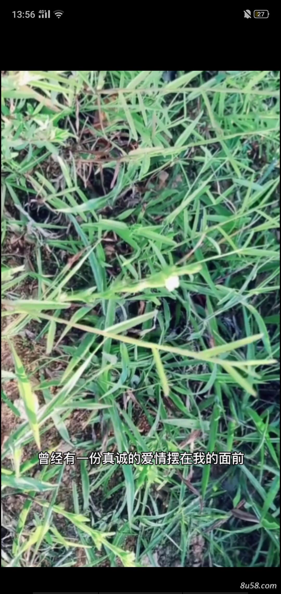 百草都是药～～～独脚金