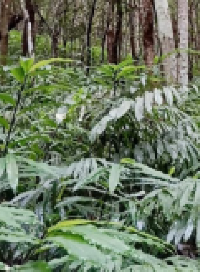 阳春砂种苗