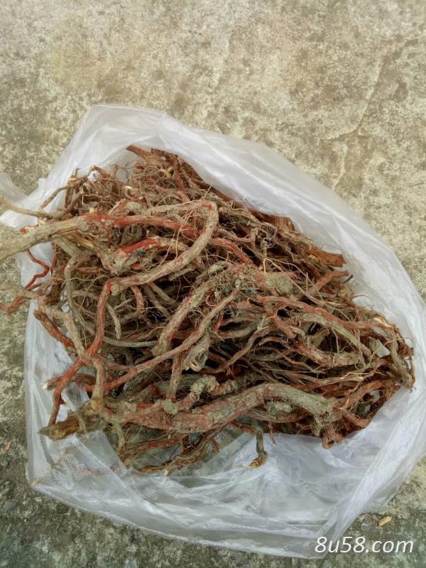 紫花丹参