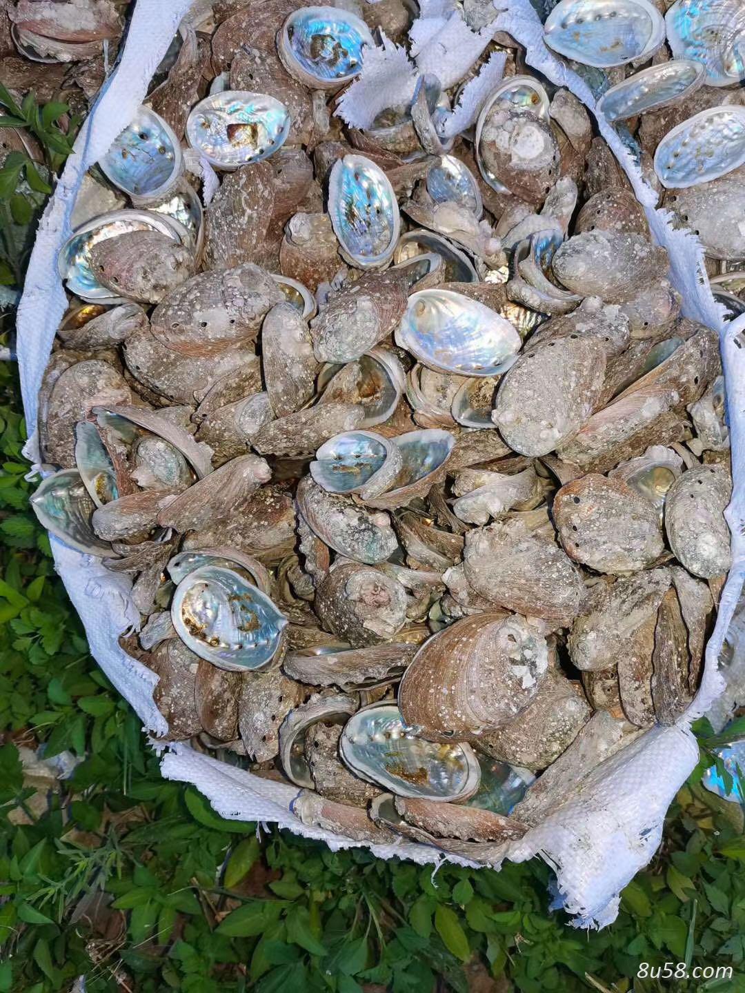 石决明（鲍鱼壳）