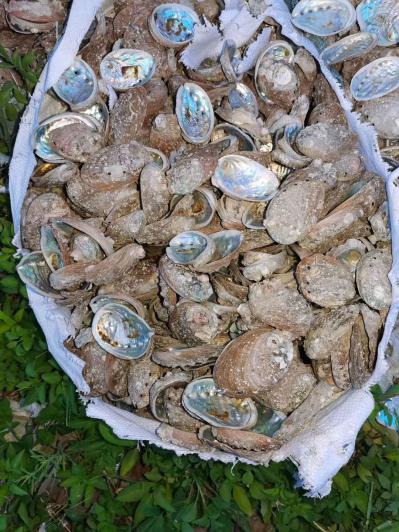 石决明（鲍鱼壳）