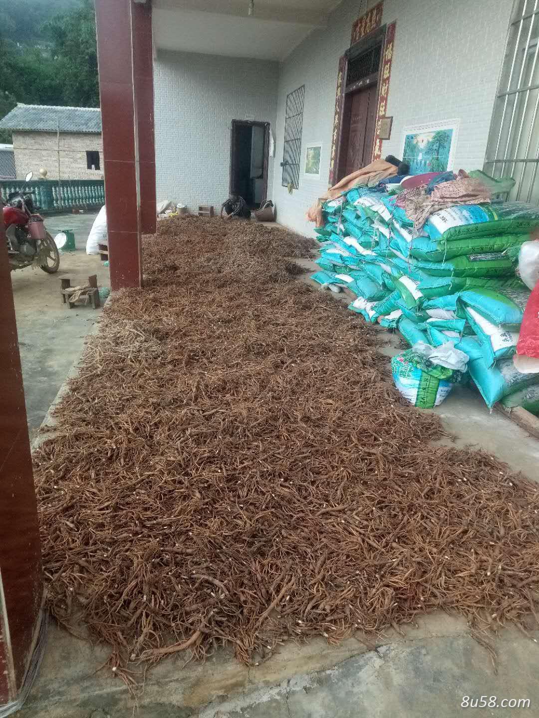 仙茅
